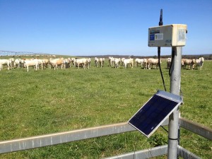 adcon_pivot_pastures_cattle